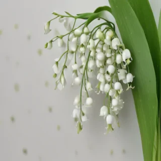 lily of the valley png