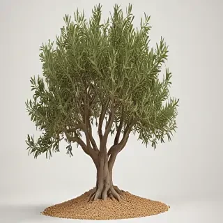 olive tree png