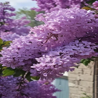lilac aesthetic