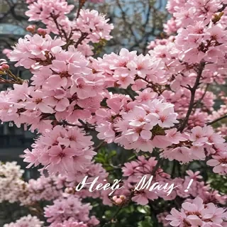 hello may images