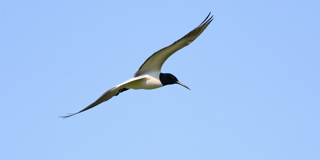 Create an image of a black-headed bird in flight against a clear blue sky, showcasing its long wings and slender body.