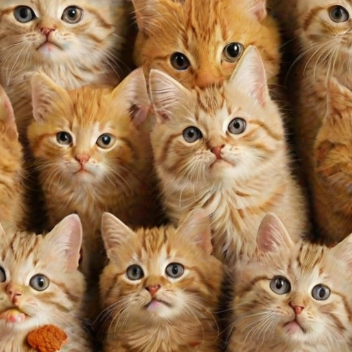 funny cat backgrounds
