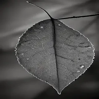 leaf in black and white