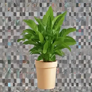 plant png clipart
