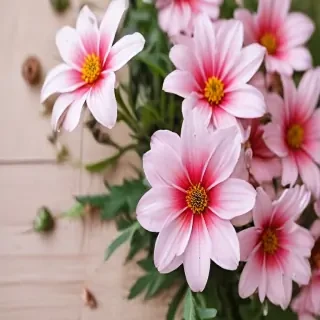 flower background for phone