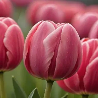 tulip iphone wallpaper