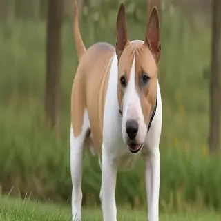 bull terrier dog breed