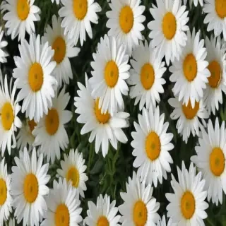 daisy background wallpaper