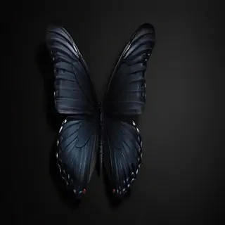 black wallpaper butterfly