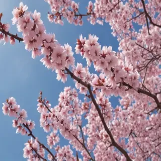 cherry blossoms png