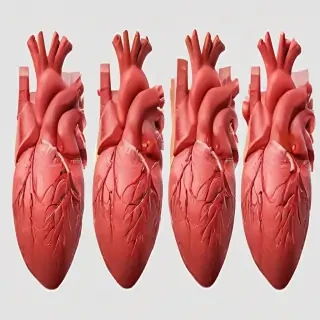 human heart png