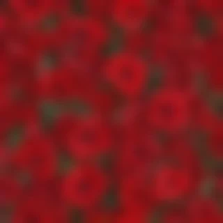 flower background red