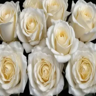 white roses png