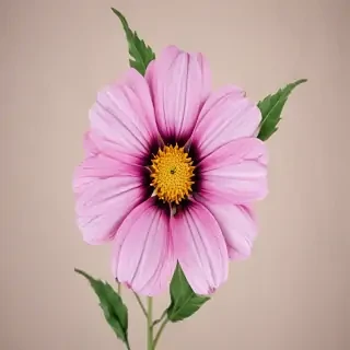 flower no bg