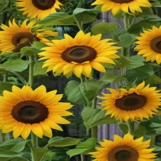 sunflower wallpapers