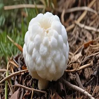 puffball mushroom