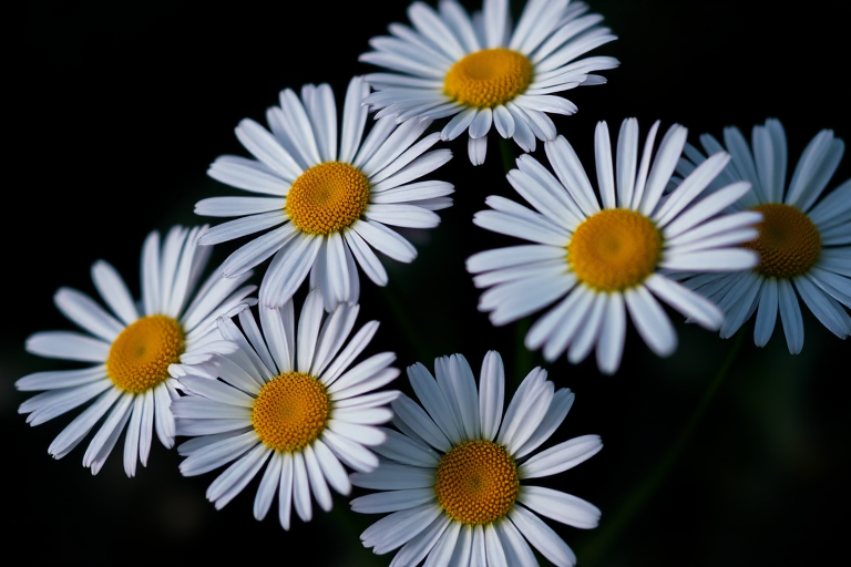a close-up of vibrant white daisies with yellow centers against a dark background, low depth of field, f/2.8 aperture, 50mm lens, ISO 100, natural light, macro photography