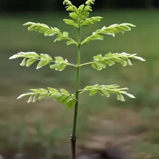 transparent plant