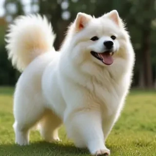 alopekis dog breed