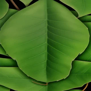 leaves png transparent