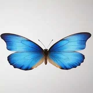 blue butterfly png