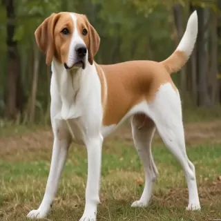 american lab foxhound