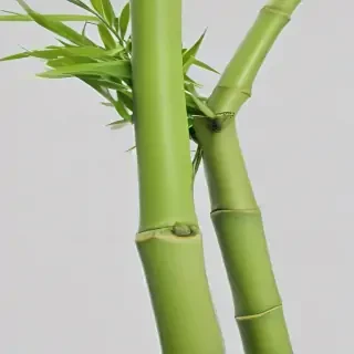 bamboo png