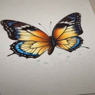 butterfly drawign