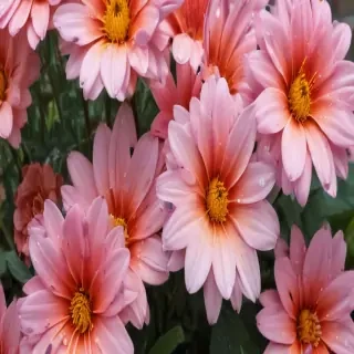 flower pictures to draw
