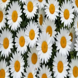 daisy background wallpaper