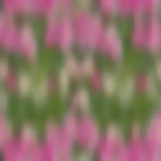 spring flowers