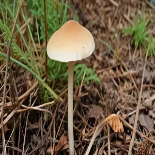 thin stemmed mushroom