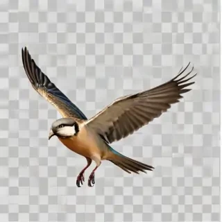 birds flying transparent background