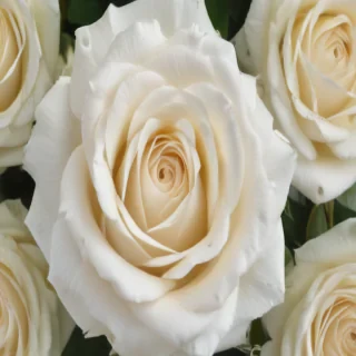 white roses png