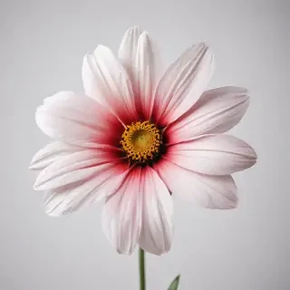 flower on white background