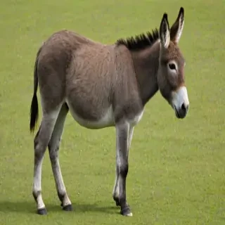 donkey png