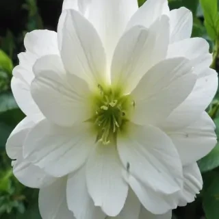white flower wallpaper