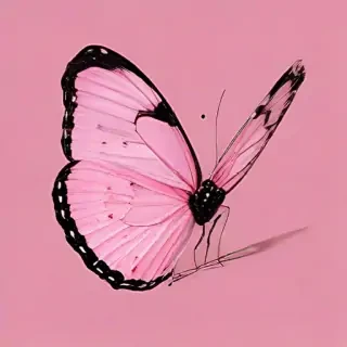 pink background butterfly