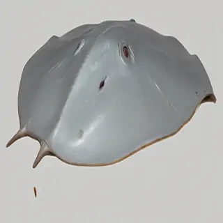 stingray png