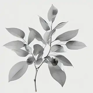 eucalyptus clipart black and white