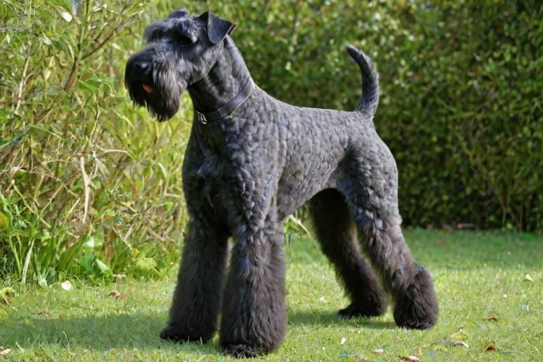 kerry blue terrier