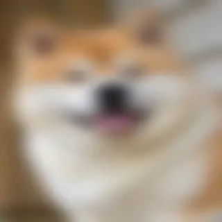 akita bernard