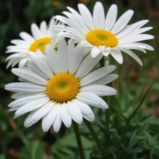 daisy desktop wallpaper
