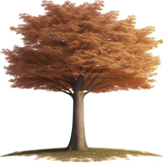 fall tree png