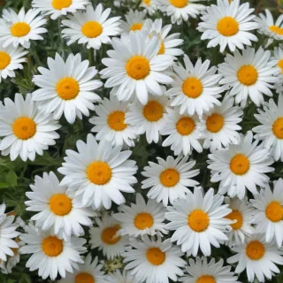 daisies png