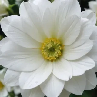 iphone white flower wallpaper