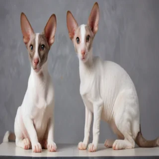 cornish rex breed