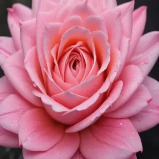 wallpapers pink iphone