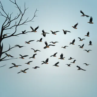 birds transparent background