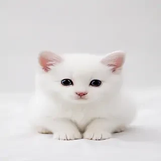 cute white background